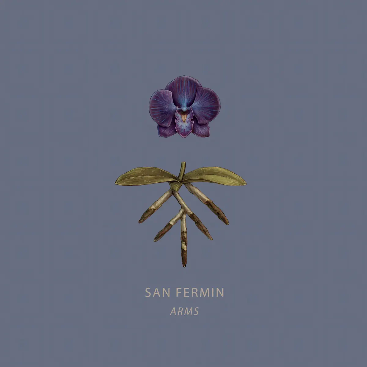 San Fermin - Arms (2024) [iTunes Plus AAC M4A]-新房子