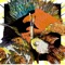 Orix - Technic Trouble lyrics