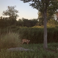 Wild Things - Single - Rosemary Minkler