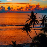 She dont got no money - Single - NHL Reece