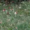 suburban melody