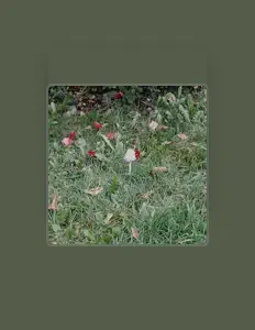 Listen to Amanda Braam, watch music videos, read bio, see tour dates & more!