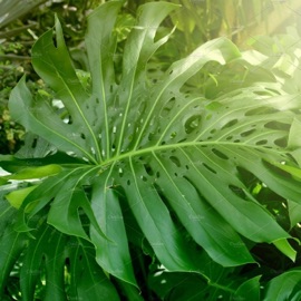 Anima (feat. Yung Kanti) CATVLYST