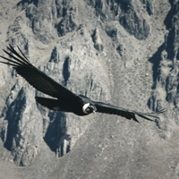 Senta Com Força no Baile do Urubu - Single - Nonoso