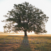 Calming Piano - Mindlight Relaxing Music