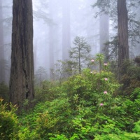 No Way Out (feat. $ilas) - Single - Daelus