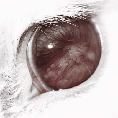 Where R U? (feat. shadestaken) - Single