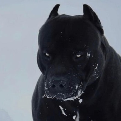 100 Dogs - Single