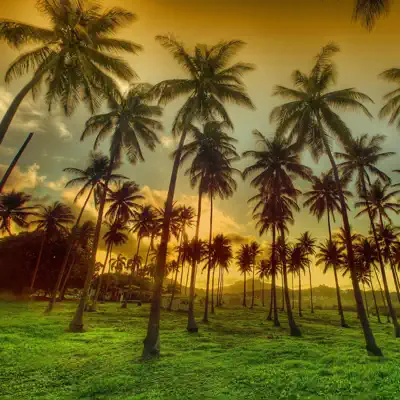 Listen to Coconut - Single by Sacha Pommepuy