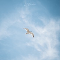 L'Envolée - Single - Adrien de la Salle & Peter Lainson