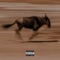 Sauteed Wildebeest (Action Bronson Flow) - DVK lyrics