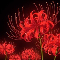 FlowerPetalThoughts - Single - YLC Khy