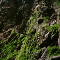 Softly - Single - Rippling