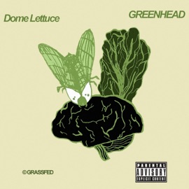 Spirit I Dome Lettuce