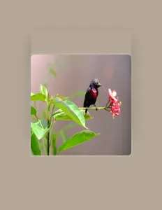 Listen to John McCallister, watch music videos, read bio, see tour dates & more!