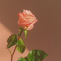 Pink Rose - Single - SamTheDawn