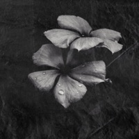 This Is For the Best - Single - Kanashi