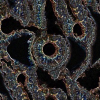 One In a Million - Single - Wh1te W0lf & s0cliché