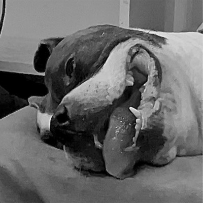 BOTHERATION (feat. babysevin) - Single