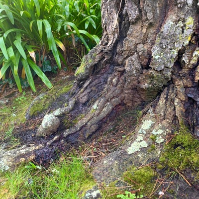 The Forest is Full of Little Guys - Single