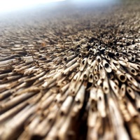 Hey hey, this is a Daddy's Rock - Single - Arte Fiorente Resistente