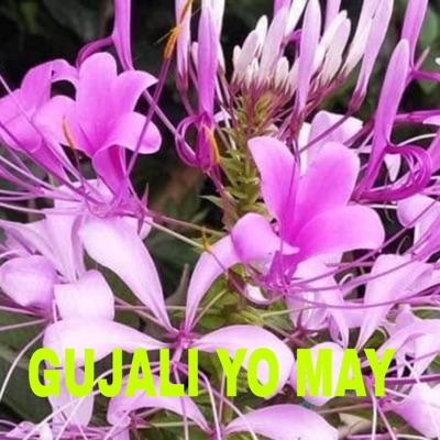 Song - Gujali Yo May - Bishnu Majhi