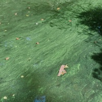 Sage Green Everywhere - Single - Sebastian Jautschus