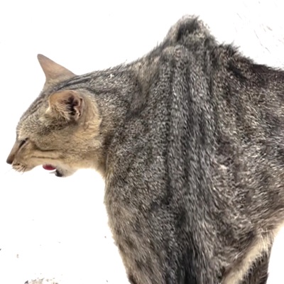 اا (feat. Maryolkah) - Single