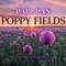 Poppy Fields (feat. Kelvinblessedthebeat) - Papi Pan lyrics