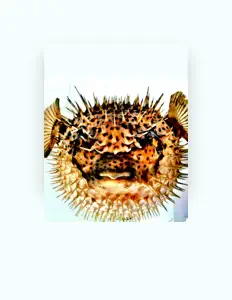 Luister naar Dirty Volume, bekijk muziekvideo's, lees de bio, bekijk de tourdata, en meer!