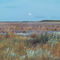 Blueberry Grove - Single - Lunaco