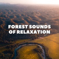 Forest Sounds of Relaxation - Single - Natural Sounds Selections, Nature Sound Collection & Zen Sounds