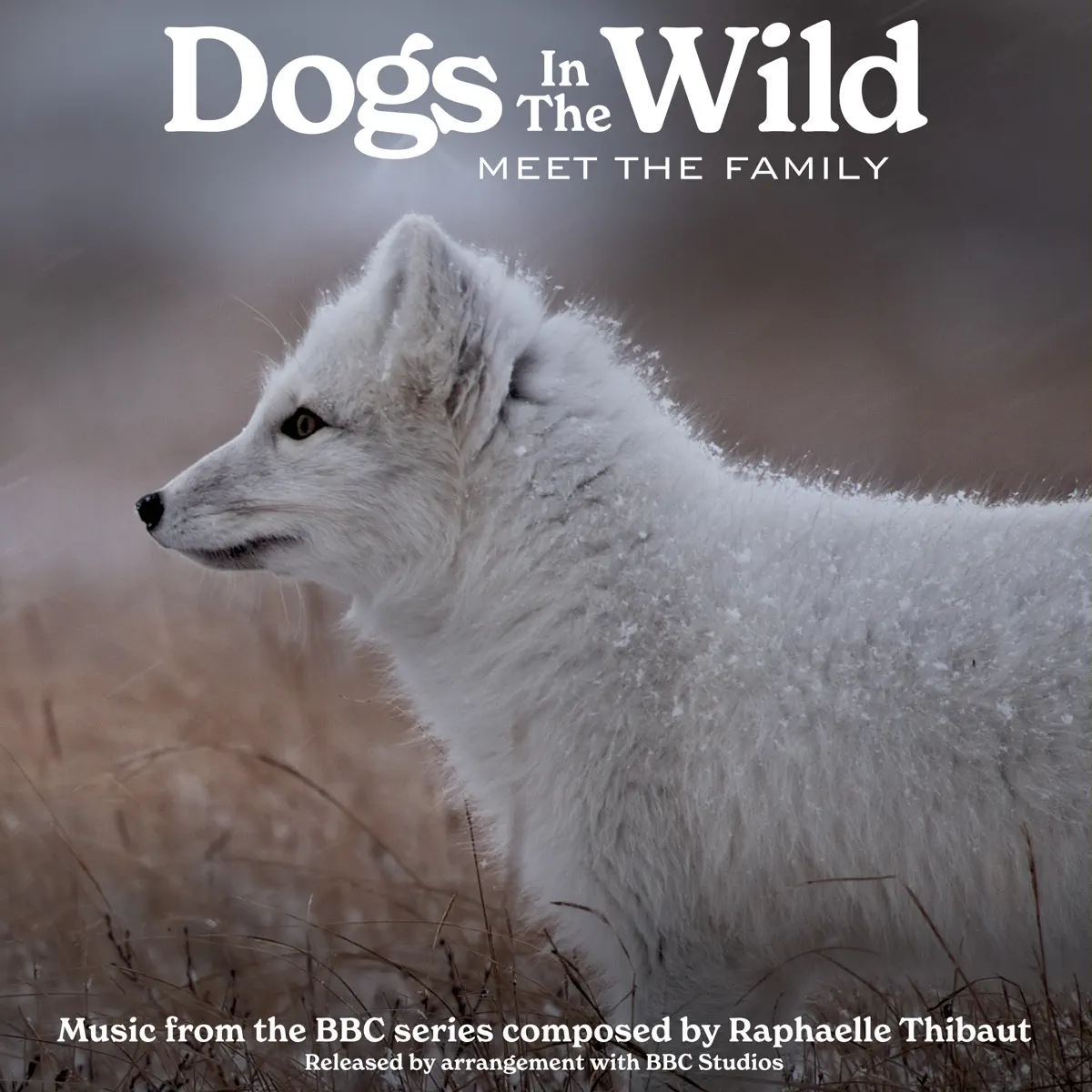 Raphaelle Thibaut - 野生犬科动物: 认识这个大家庭 Dogs in the Wild: Meet the Family (Music from the BBC Series) (2023) [iTunes Plus AAC M4A]-新房子