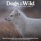 Swift Fox - Raphaelle Thibaut lyrics