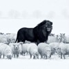 Messiah - Single