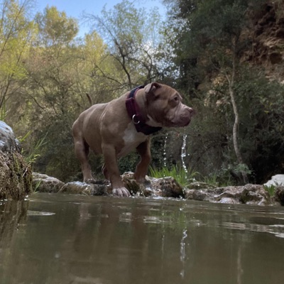 Camino (feat. NKS) - Single