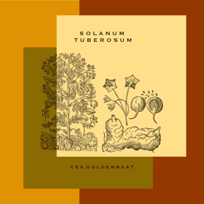 Solanum Tuberosum - Single