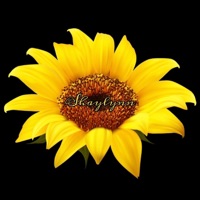 Shaylynn - Single - Cody Davis