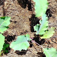 A Seed to Start a Garden - Single - FOZ.