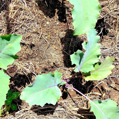 A Seed to Start a Garden - Single