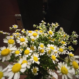 Ромашка DEN$KUR