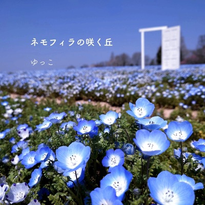 The Hill Where Nemophila Blooms - Single