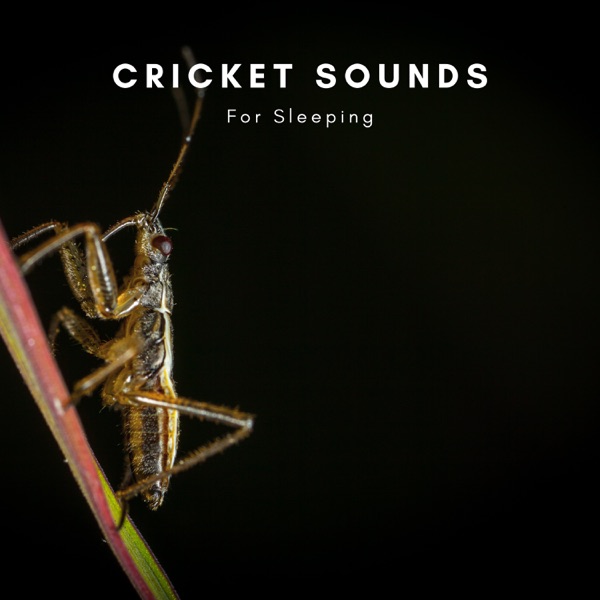Cricket Sounds for Sleeping