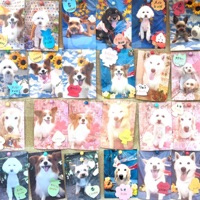 Small Dogs - Single - Jeansboy