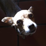 My Best Friend Died Today - Single