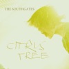 Citrus Tree