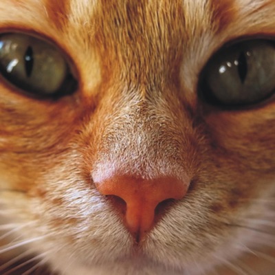 Danzón a la Fibonacci - Single