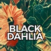 Black Dahlia - Single