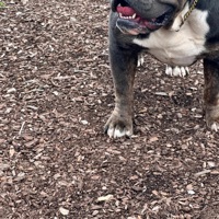 Back Door (feat. BIG B) - Single - IntenseDubb