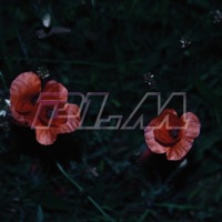 PLM - Single - Guru Bones